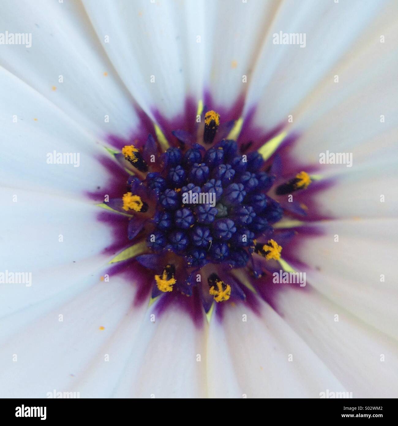 Macro of the center of an Osteospermum fructicosum flower. - Smartphone Captured Stock Image