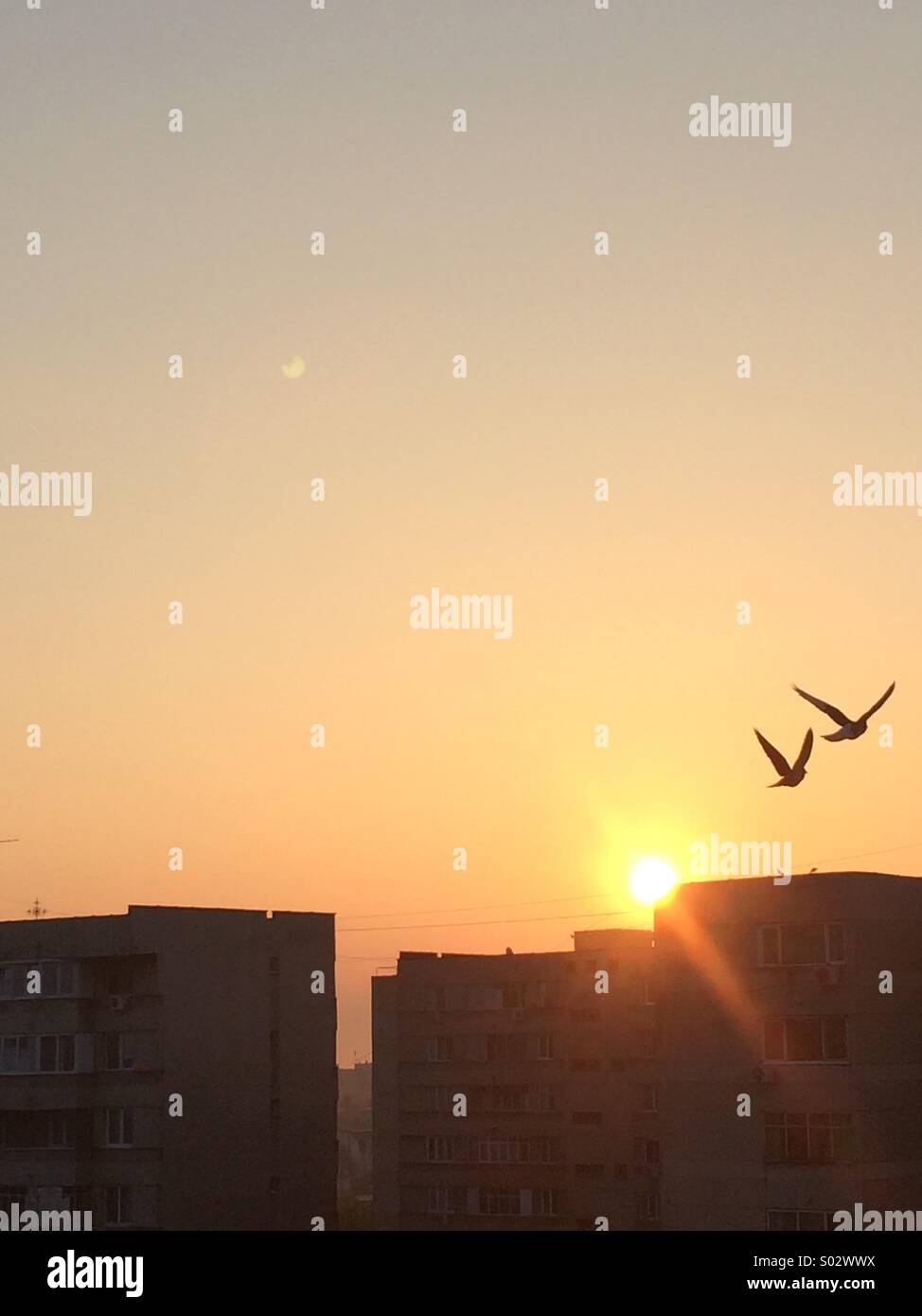 Birds sky hires stock photography and images Alamy