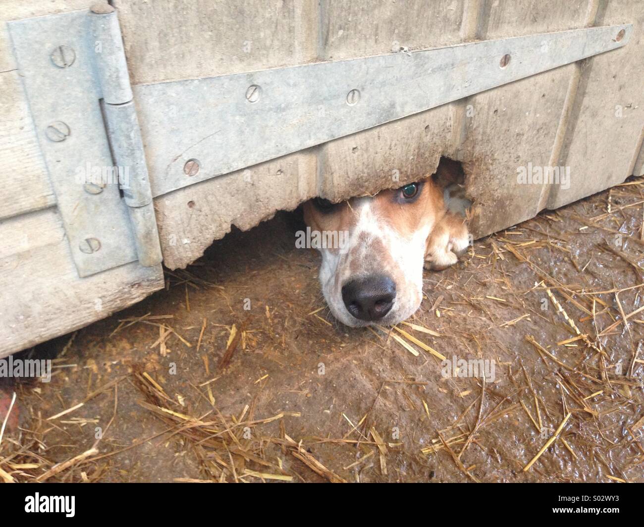 Hound dog poking nose under door Stock Photo