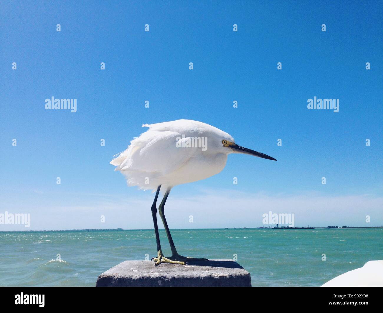 Snowy Egret Stock Photo
