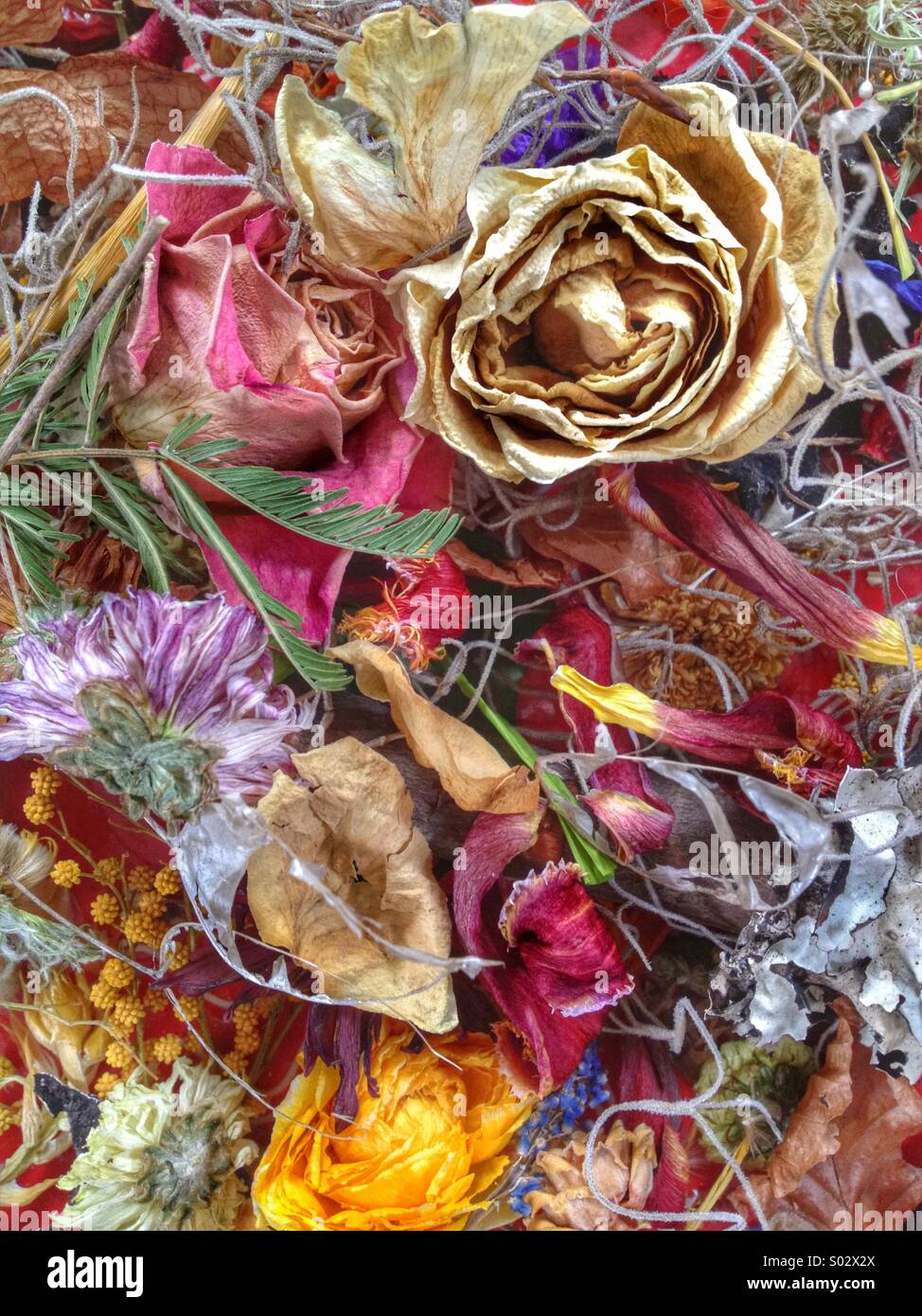 Dried flower abstract Stock Photo