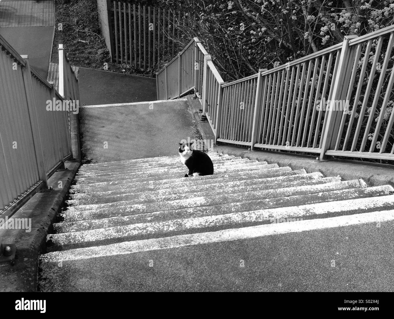 Cat sat on the stairs on a bridge - Smartphone Captured Stock Image