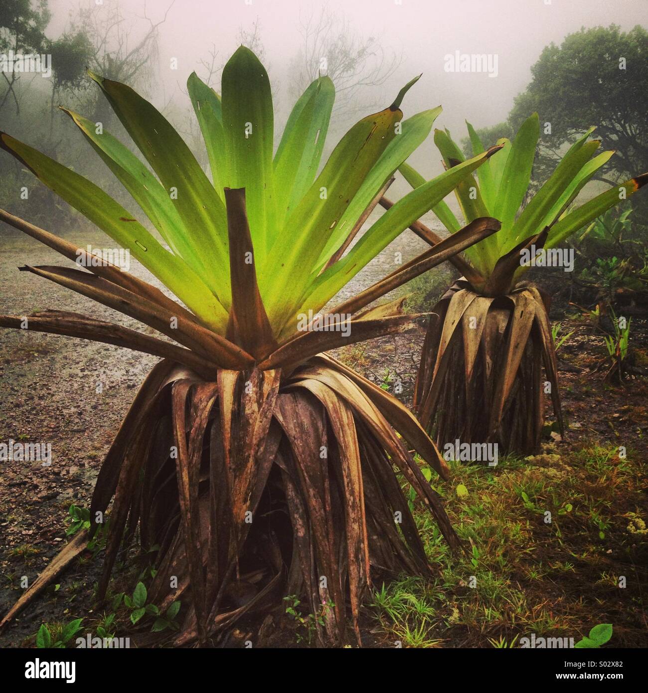 Giant tank bromeliads (Brocchinia micrantha) foggy morning, Kaieteur National Park, Guyana - Smartphone Captured Stock Image