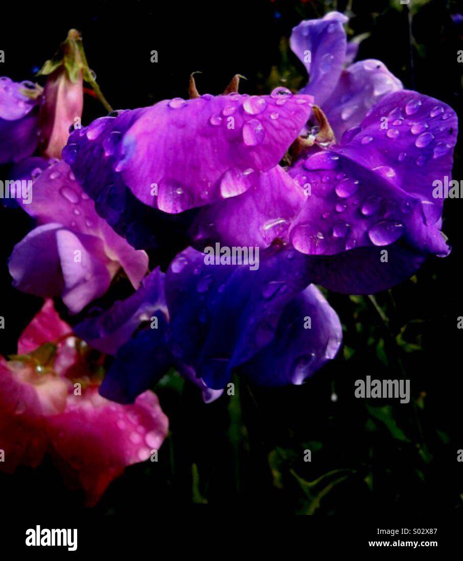 Sweet Peas in Rain - Smartphone Captured Stock Image