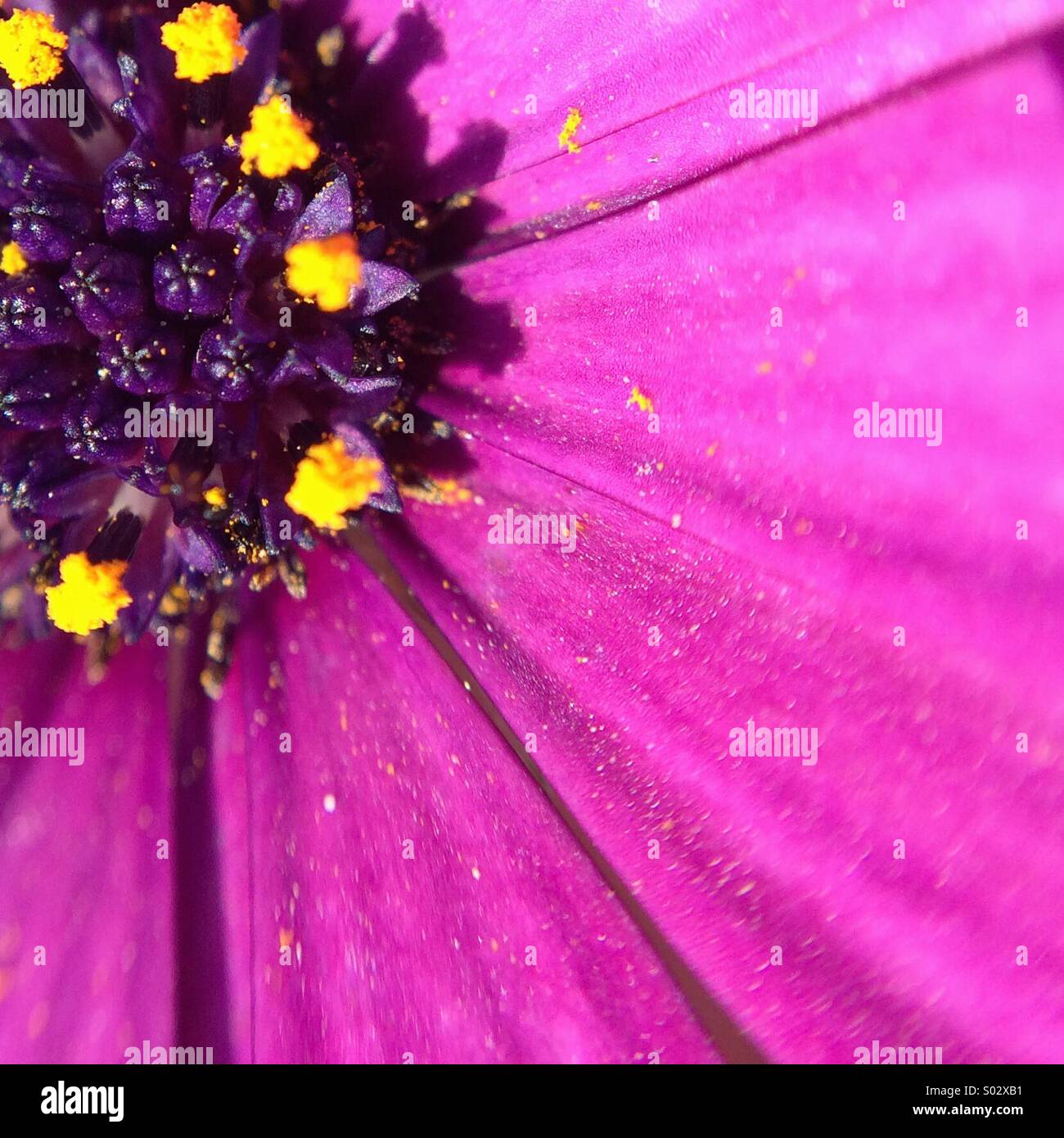 Macro of an Osteospermum fructicosum flower. - Smartphone Captured Stock Image
