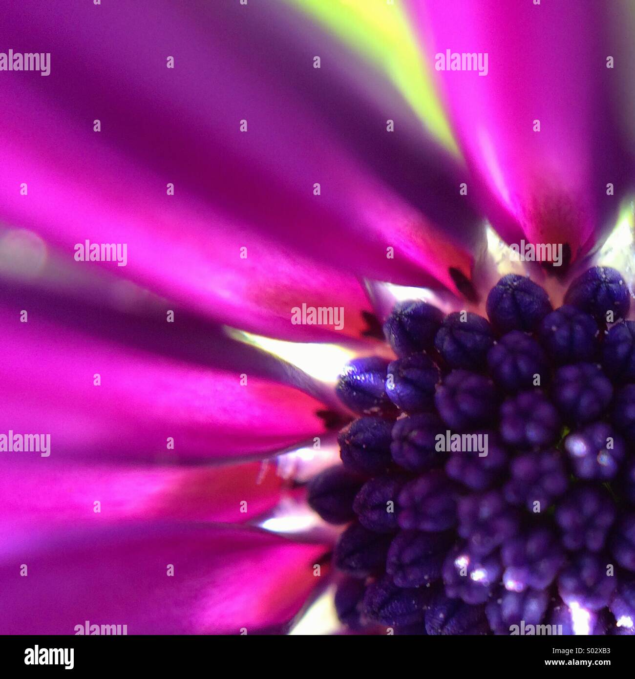 Macro of an Osteospermum fructicosum flower. - Smartphone Captured Stock Image