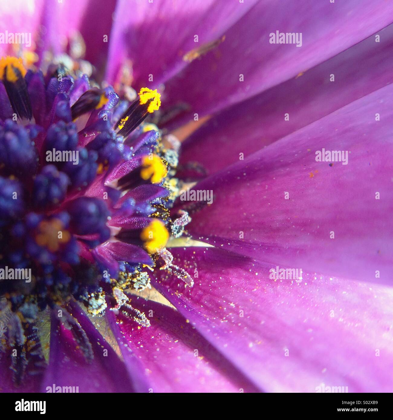 Macro of an Osteospermum fructicosum flower. Stock Photo