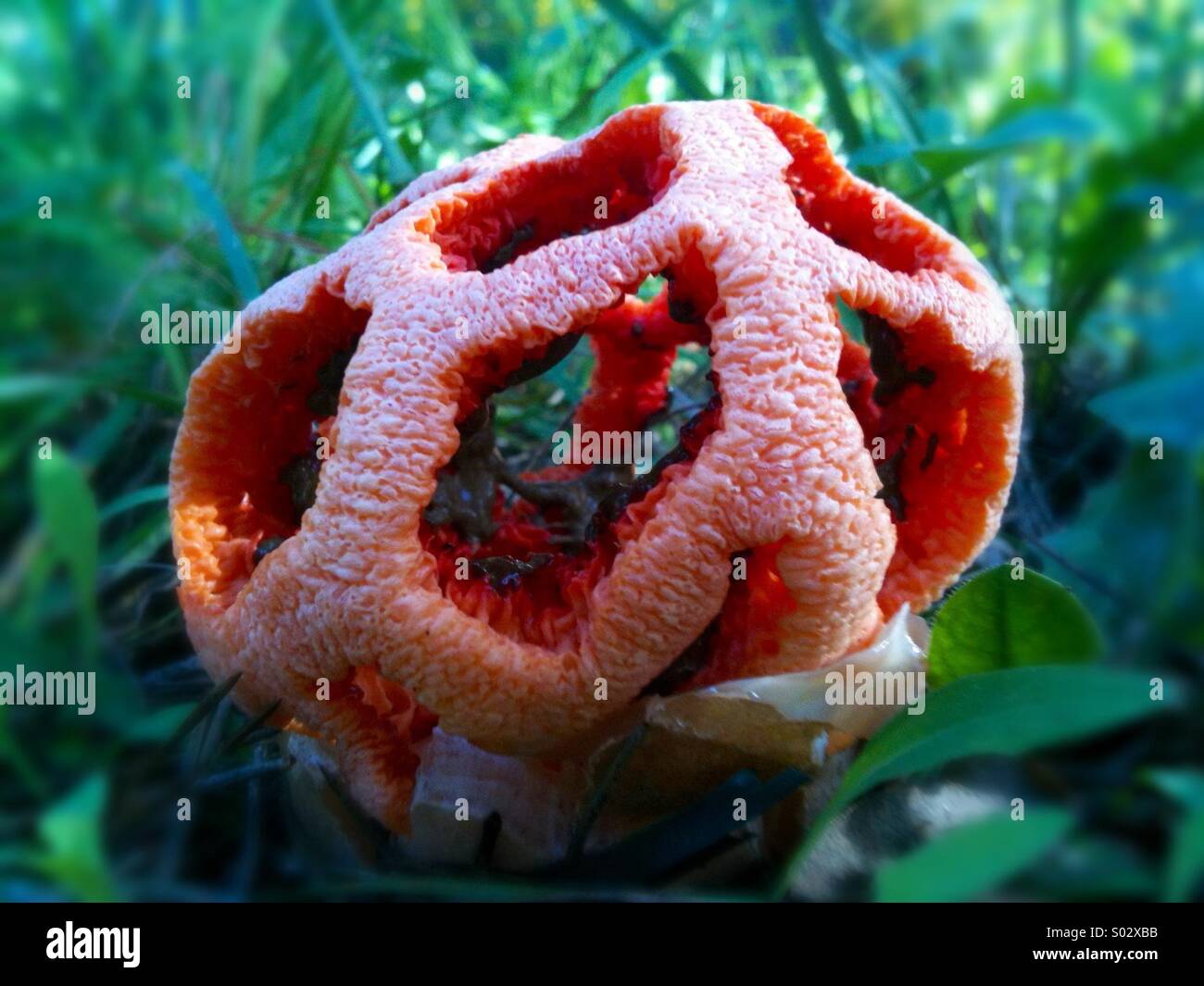 Clathrus ruber fungi Stock Photo