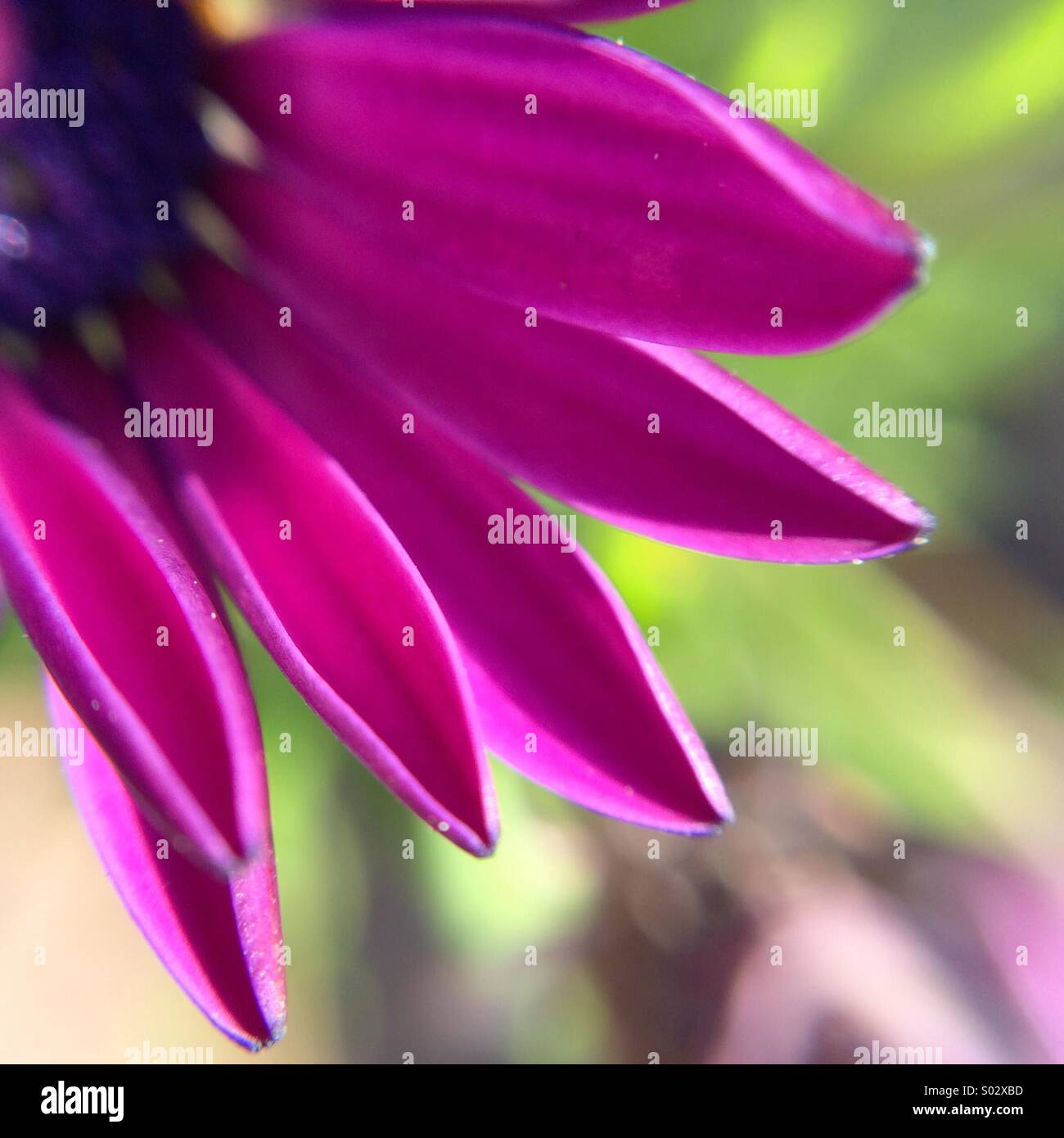 Macro of an Osteospermum fructicosum flower. - Smartphone Captured Stock Image