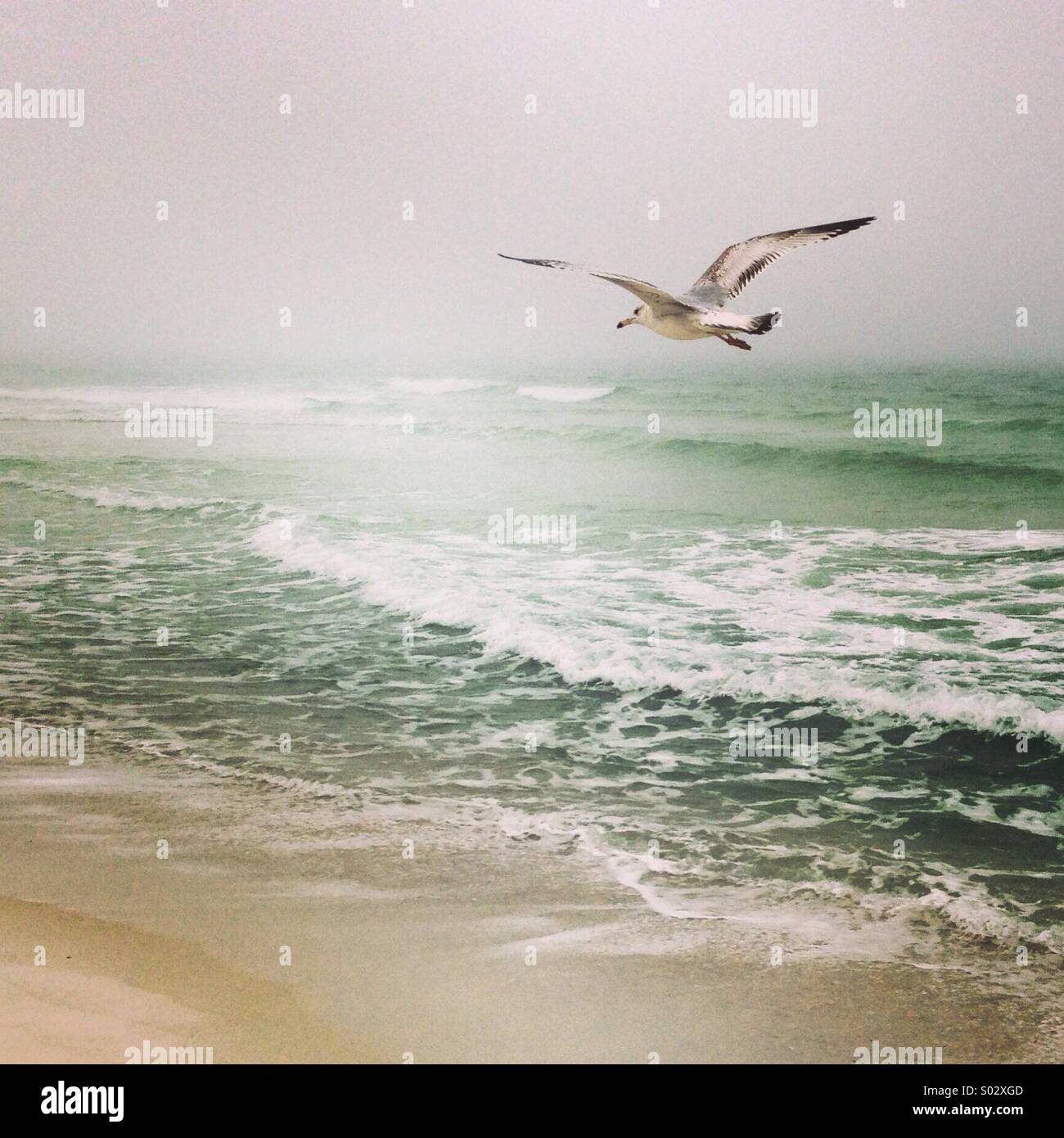 Seagull flying over stormy water. Stock Photo