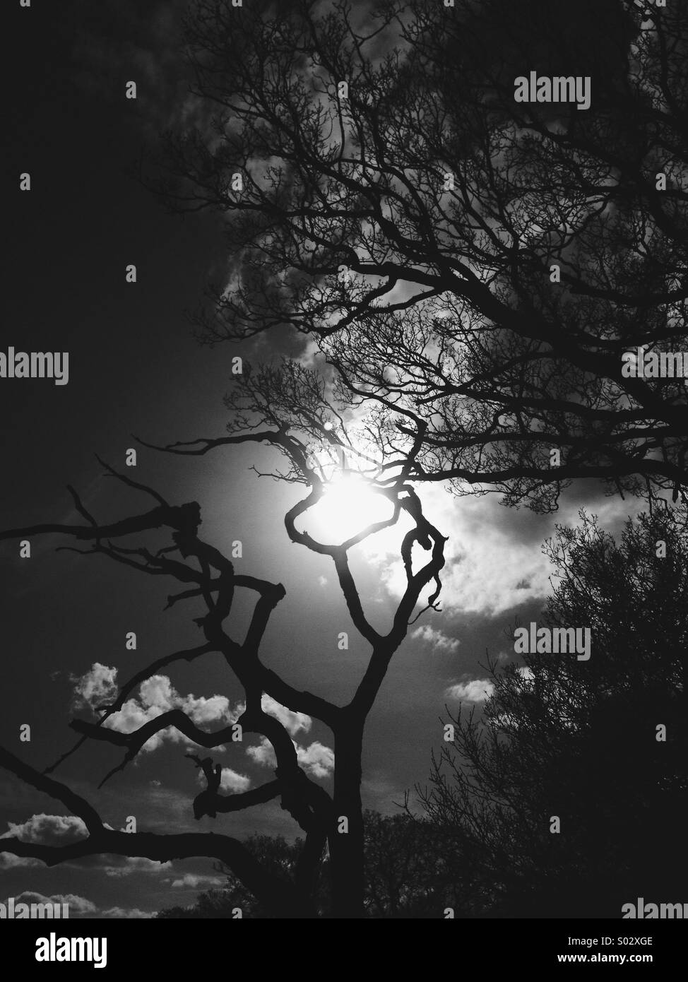 Trees and branches against sky and sun - Smartphone Captured Stock Image