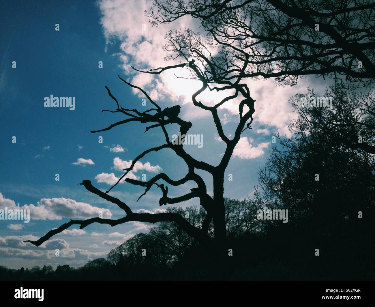 Trees against blue sky and clouds Stock Photo - Alamy