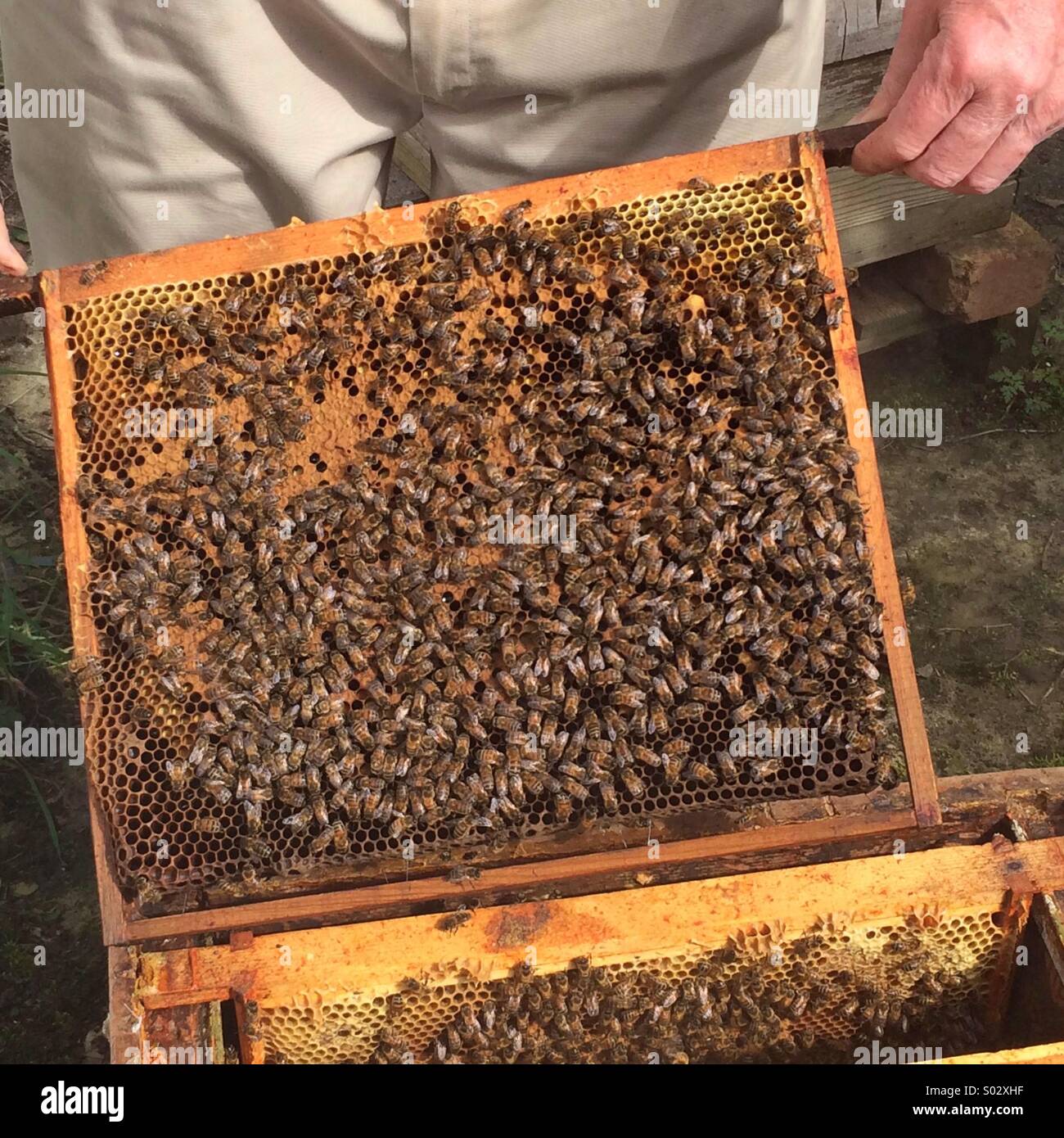 Brood frame hires stock photography and images Alamy