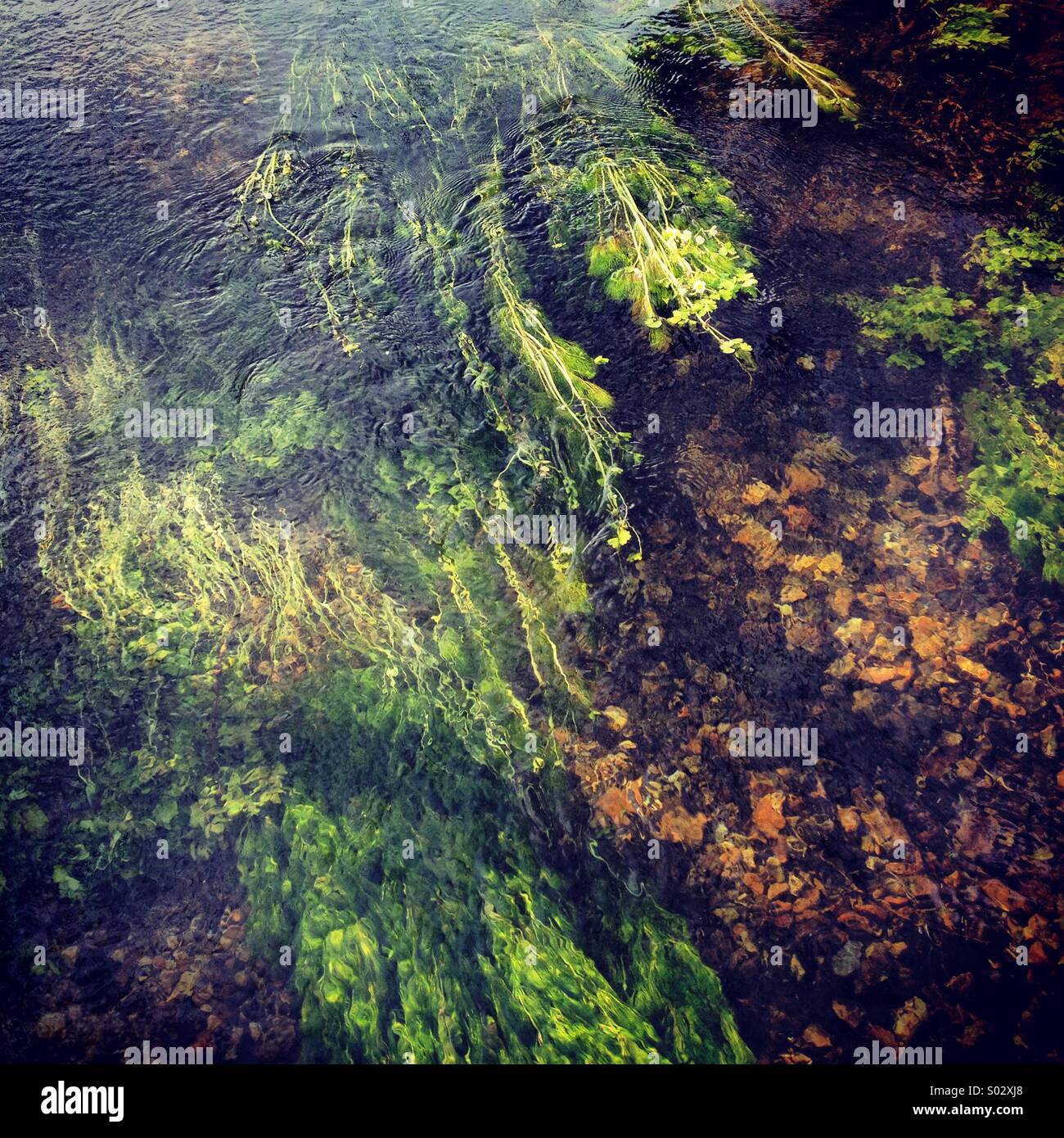 Spring reeds near Fyfield, Hampshire Stock Photo Alamy