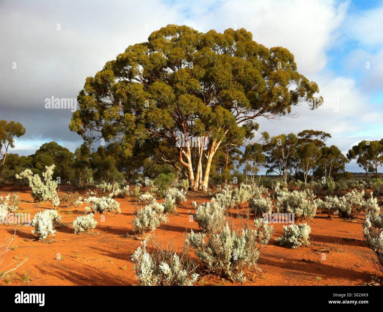 Saltbush outback australia hi-res stock photography and images - Alamy