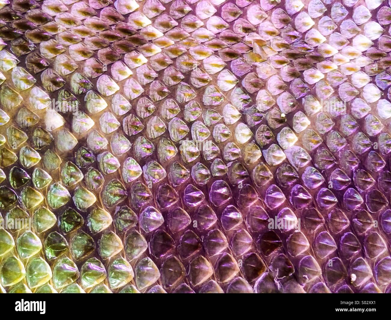 Snake skin abstract texture showing the reptile scales as a simple  background Stock Photo - Alamy