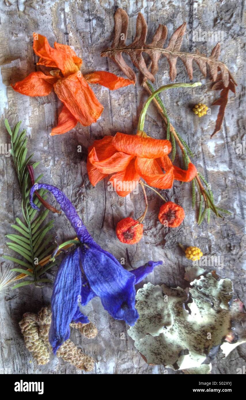 Still life dried flowers 2 Stock Photo - Alamy