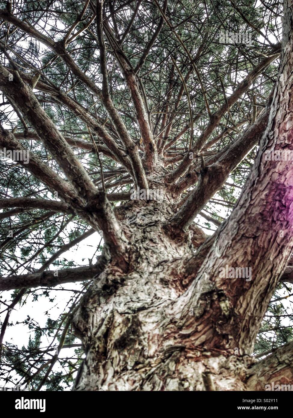Evergreen tall tree hi-res stock photography and images - Alamy