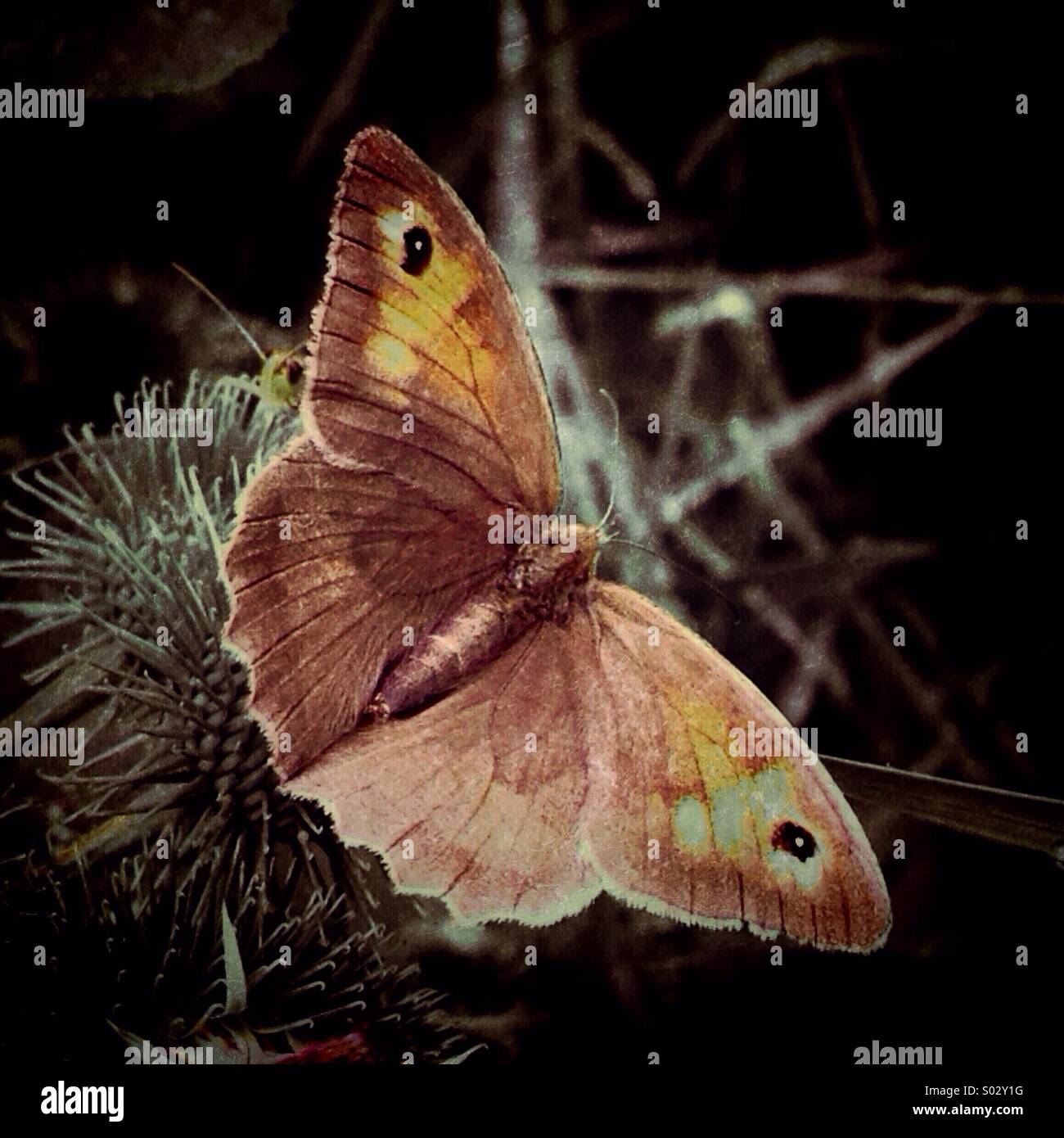 Meadow Brown Butterfly (Maniola jurtina) Close-up - Smartphone Captured Stock Image