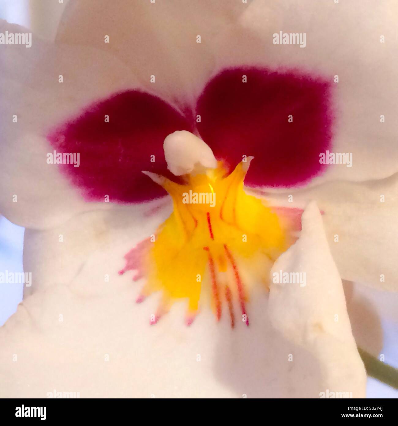 Close up of miltonia orchid Stock Photo