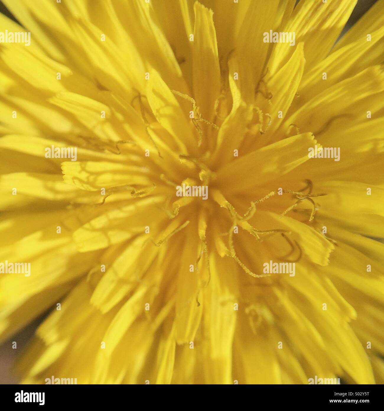 Macro partial view of a yellow flower - Smartphone Captured Stock Image