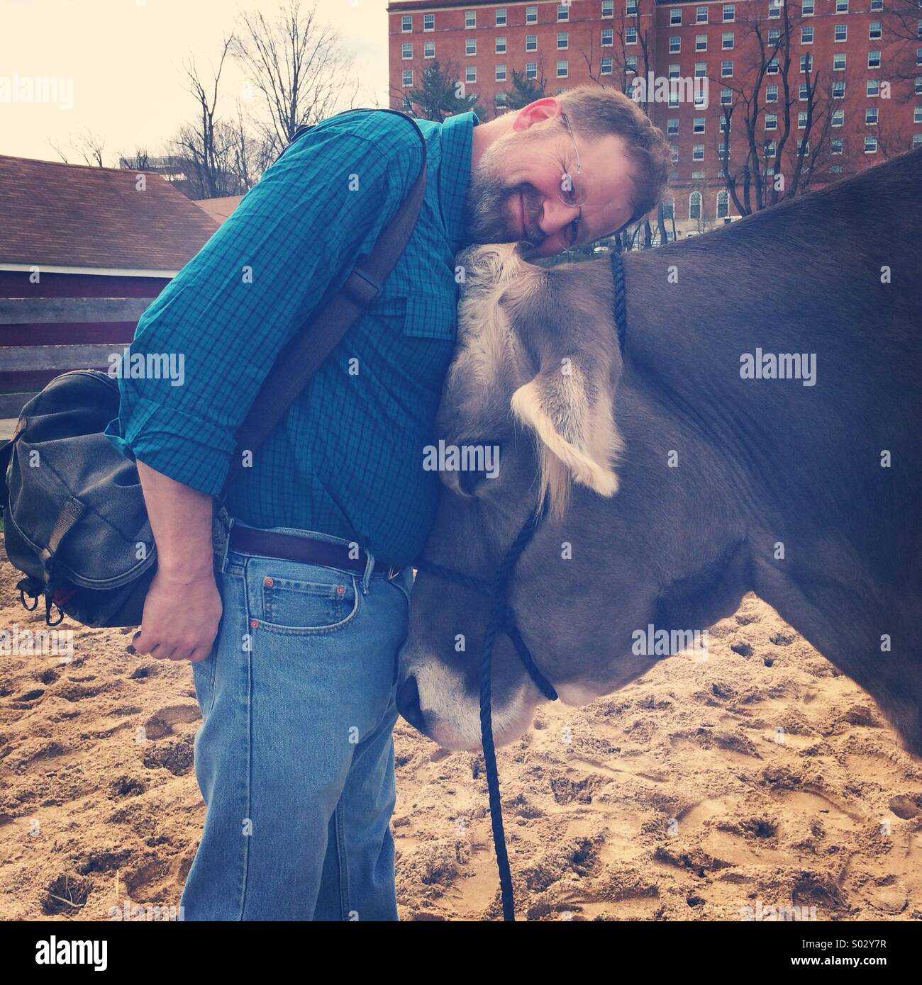 Man with cow Stock Photo - Alamy