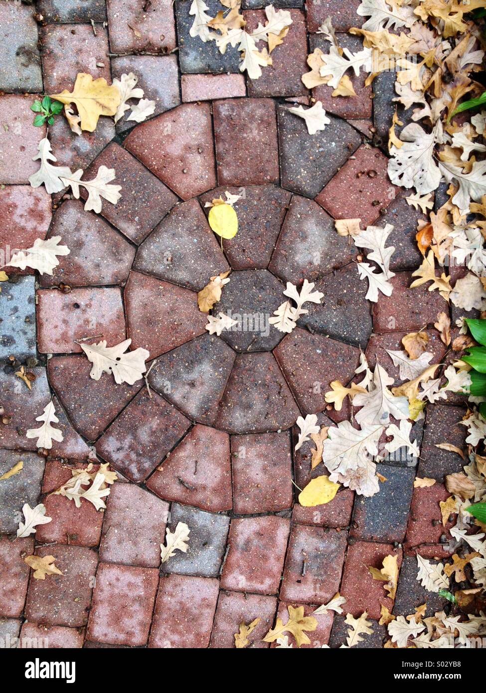 Paver sidewalk with rose pattern in the fall Stock Photo