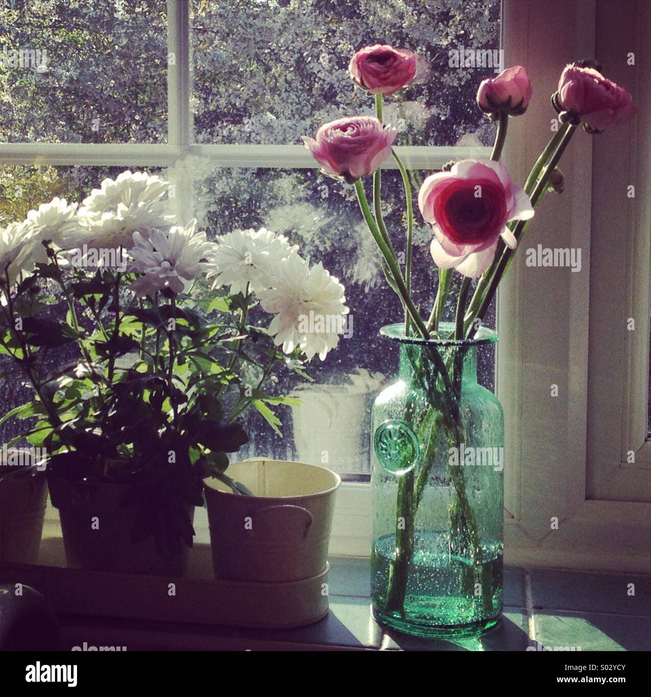 Flowers on the window sill Stock Photo Alamy