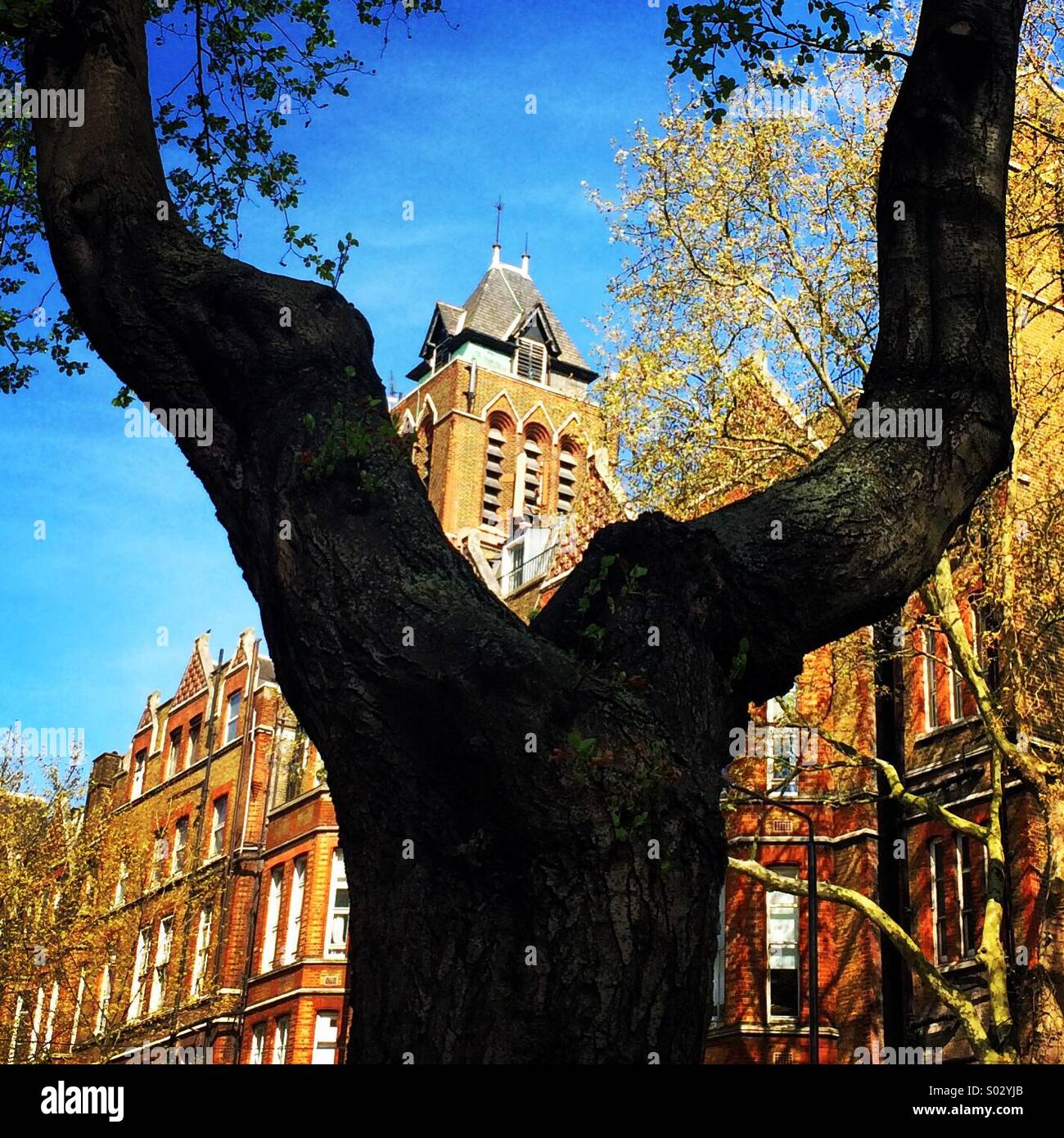 Old buildings lit up by the sun behind a tree trunk. - Smartphone Captured Stock Image