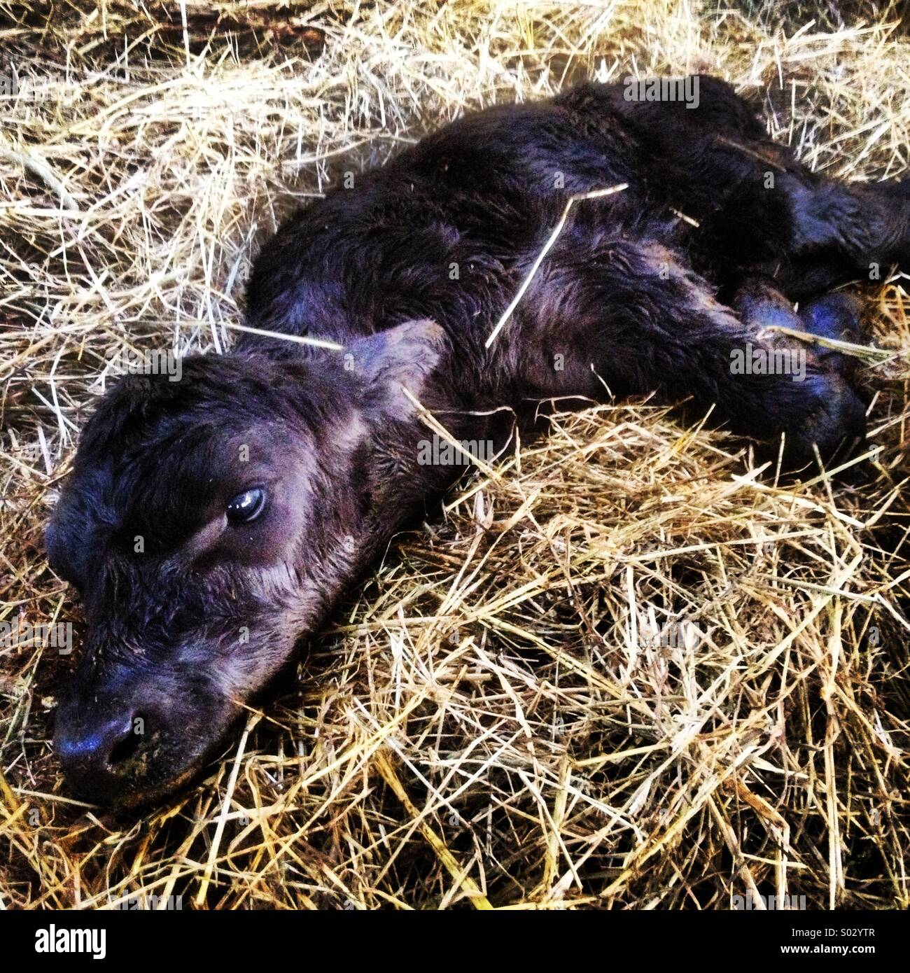 A new born calf at Pamington Farm near Tewkesbury, Gloucestershire, UK. - Smartphone Captured Stock Image