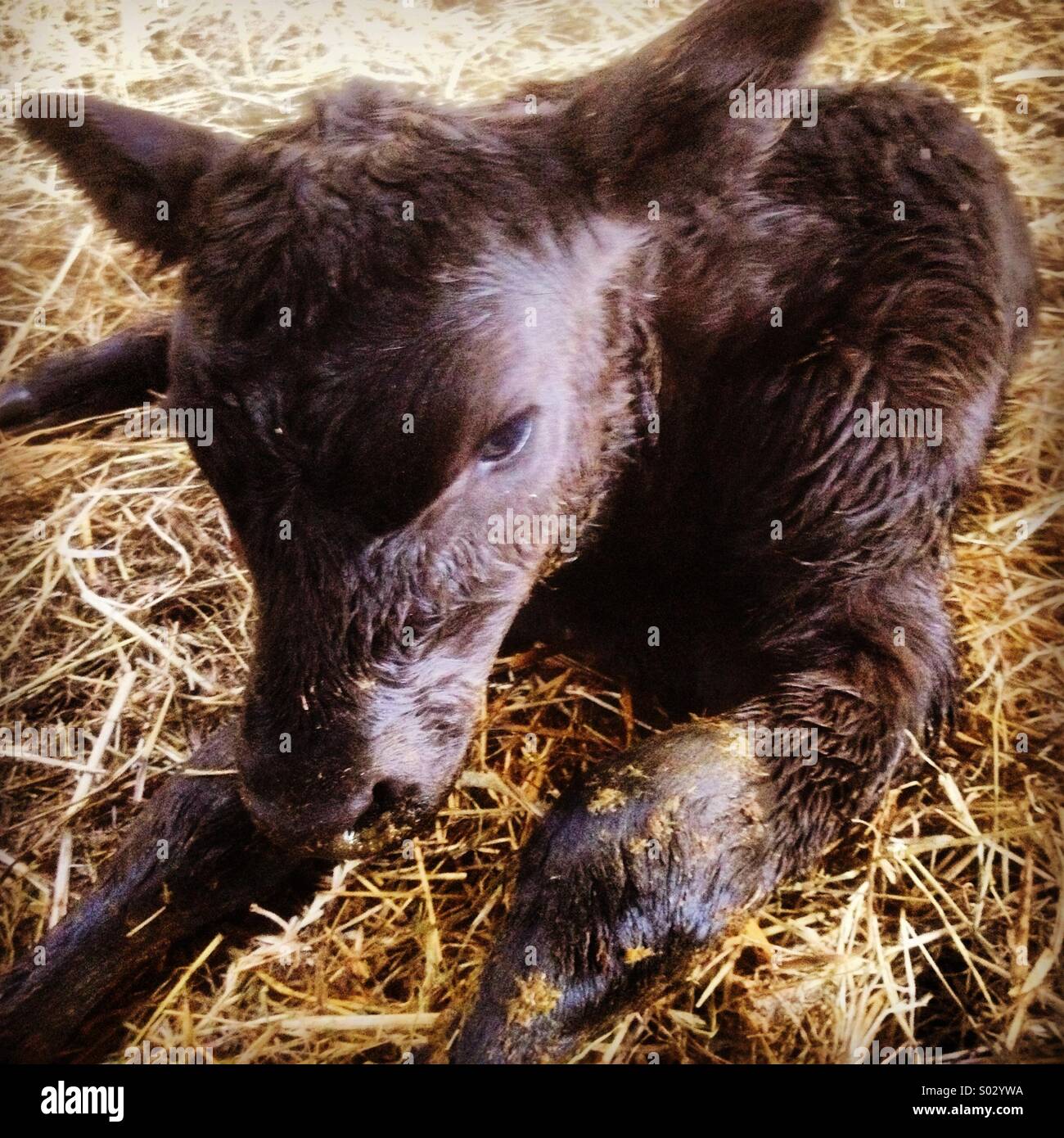 A newborn calf at Pamington Farm near Tewkesbury, Gloucestershire, UK. - Smartphone Captured Stock Image