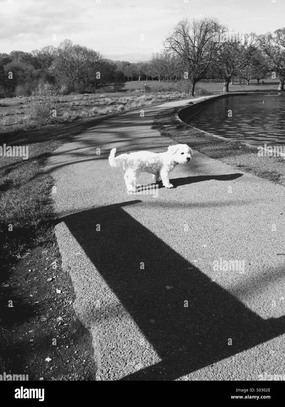 Young dog(pup) in the Common Park,Southampton. - Smartphone Captured Stock Image