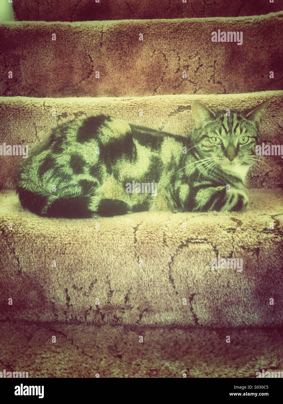 Domestic tabby cat sitting on stairs. Grunge effect filter applied. - Smartphone Captured Stock Image