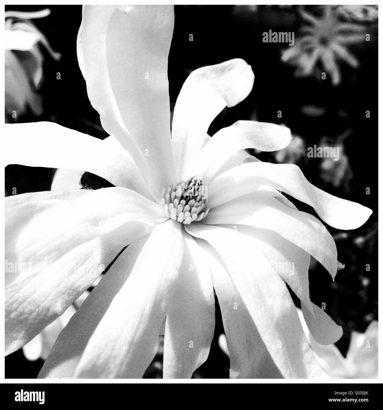 Blooming flower in black and white. Stock Photo