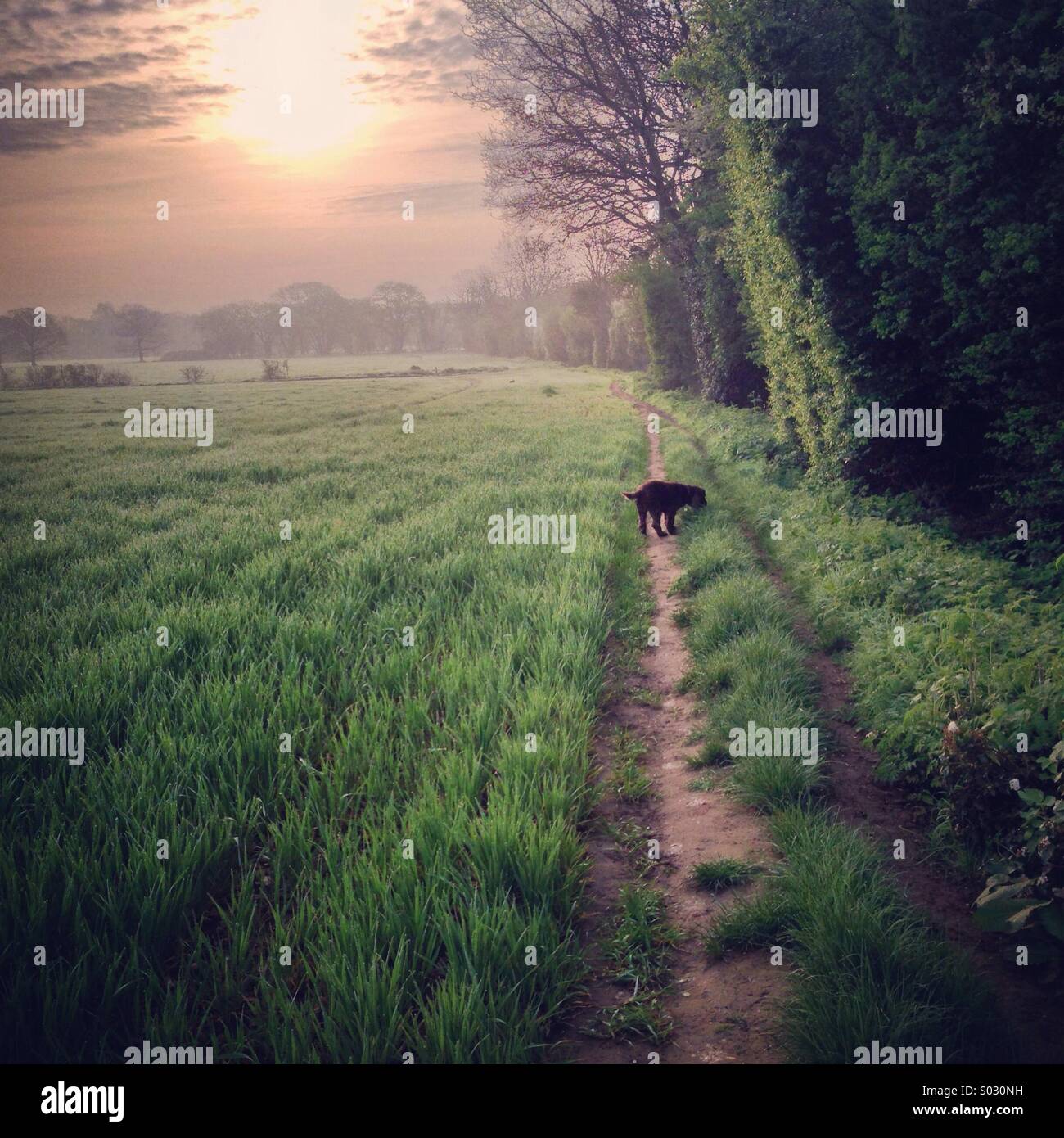 Dog walk in a misty field. - Smartphone Captured Stock Image