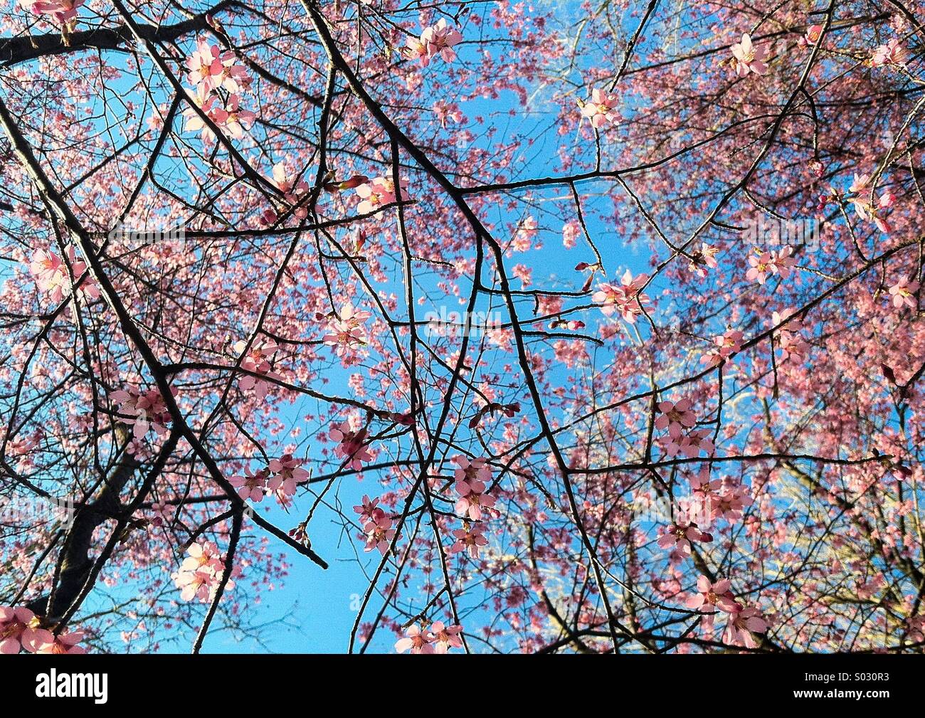Spring flowers blooming on a tree at a botanical garden. - Smartphone Captured Stock Image