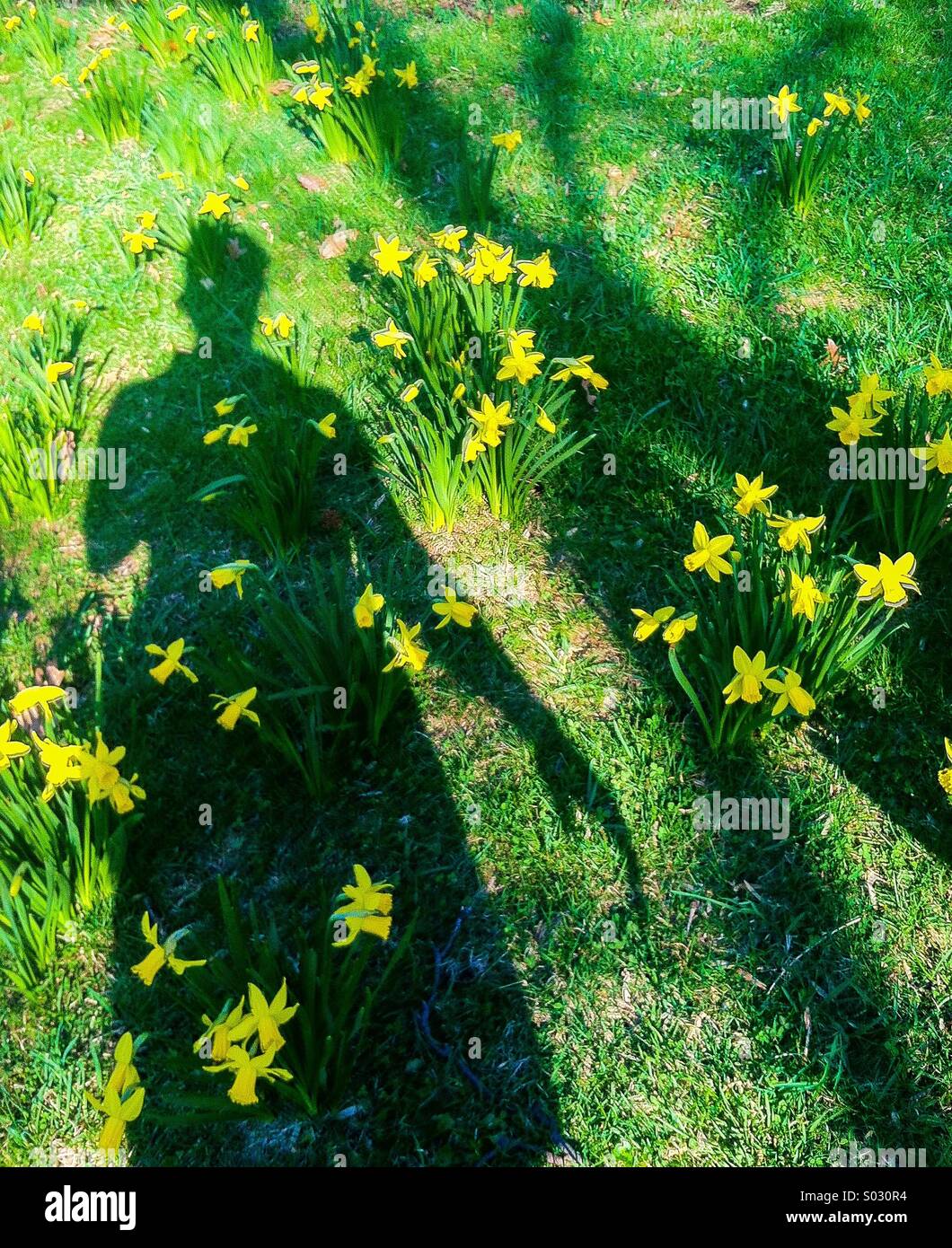 Girl's shadow in flowers in spring. - Smartphone Captured Stock Image