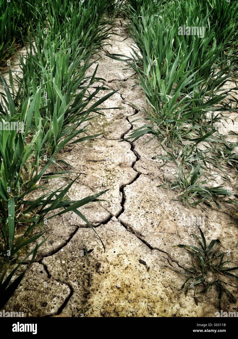 New crops growing from a cracked, parched earth - Smartphone Captured Stock Image