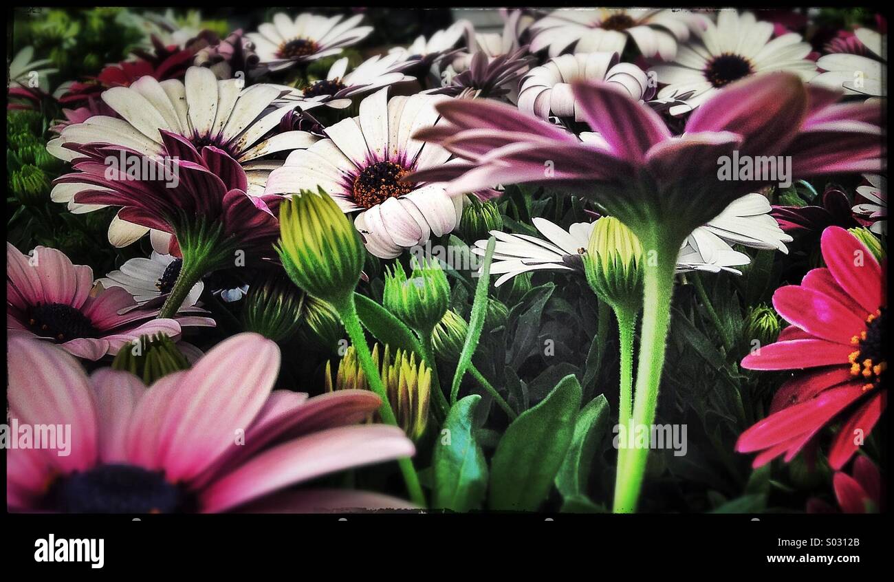 Daisy flowers in a garden - Smartphone Captured Stock Image
