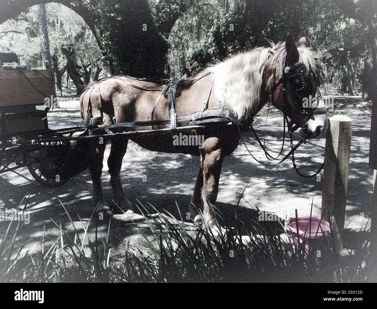 Horse and buggy at The Jekyll Island Club, Jekyll Island, Georgia. - Smartphone Captured Stock Image