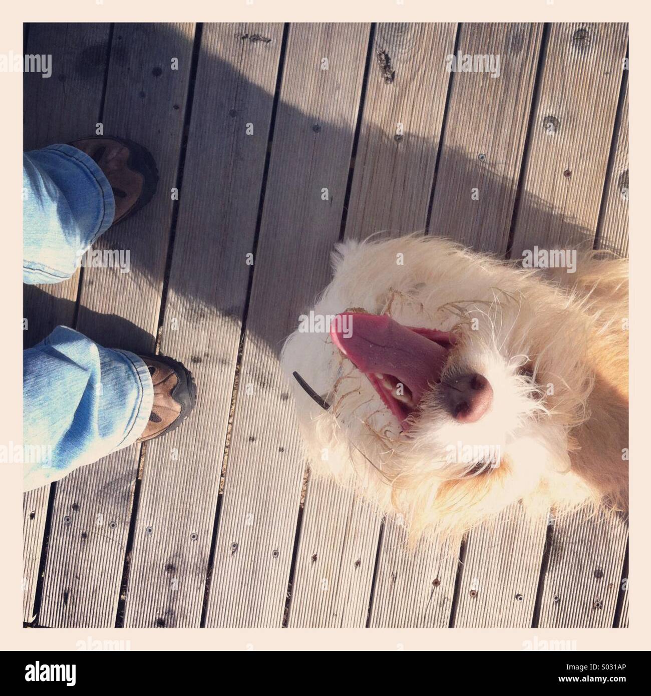 A dog owner with her dog, a Portuguese Podengo/mongrel. - Smartphone Captured Stock Image