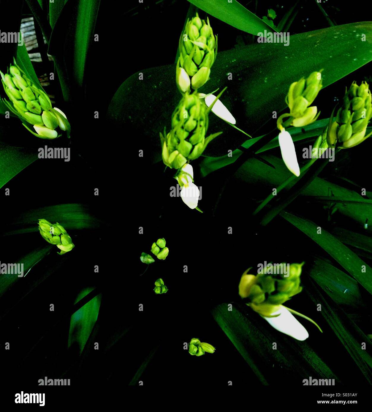 White Bells in Bud - Smartphone Captured Stock Image