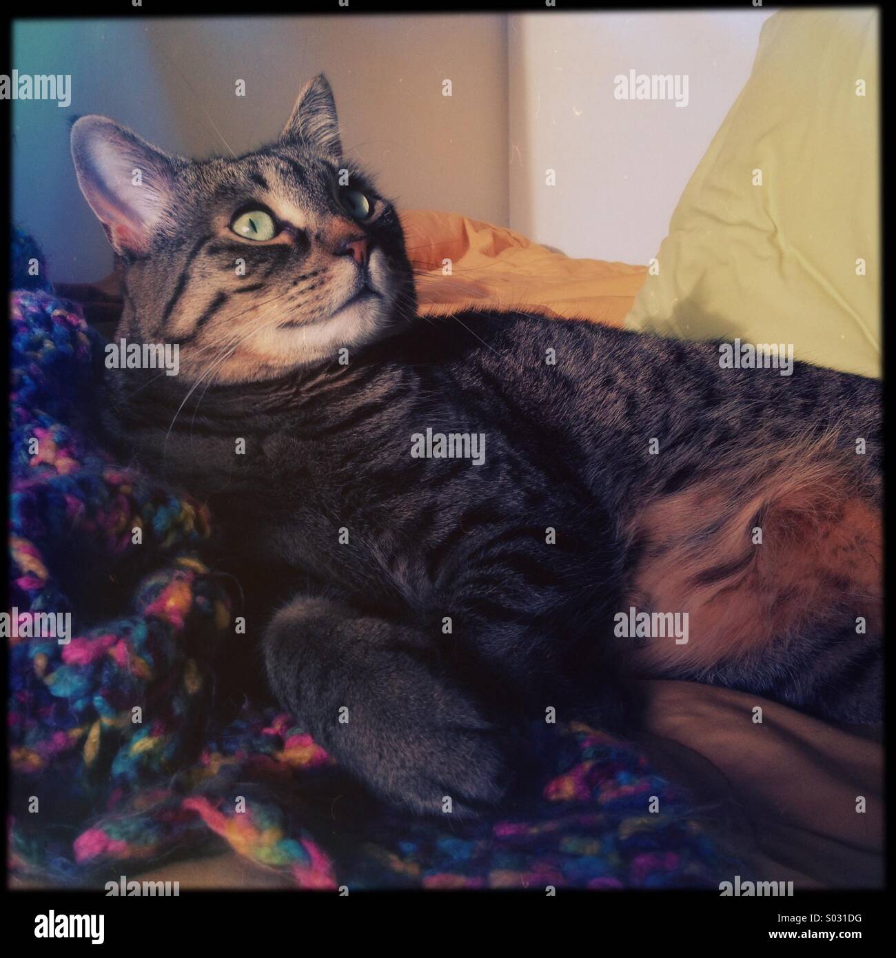 Tabby Bengal mix cat relaxing on bed in the sun Stock Photo Alamy