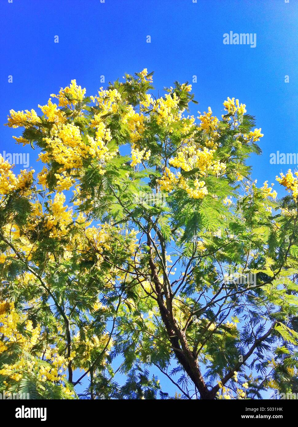 Yellow mimosa flowers with green leaves tree Stock Photo Alamy