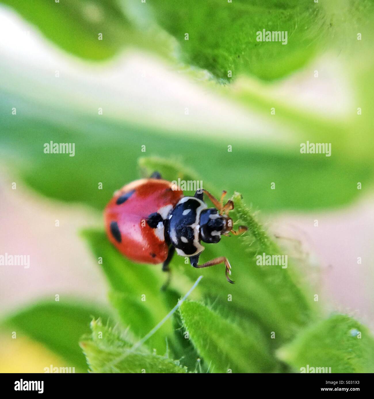 Macro of a ladybug - Smartphone Captured Stock Image