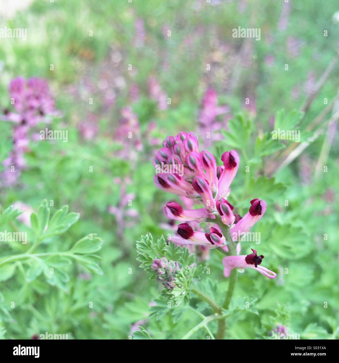 Picture of wild purple flowers Stock Photo - Alamy