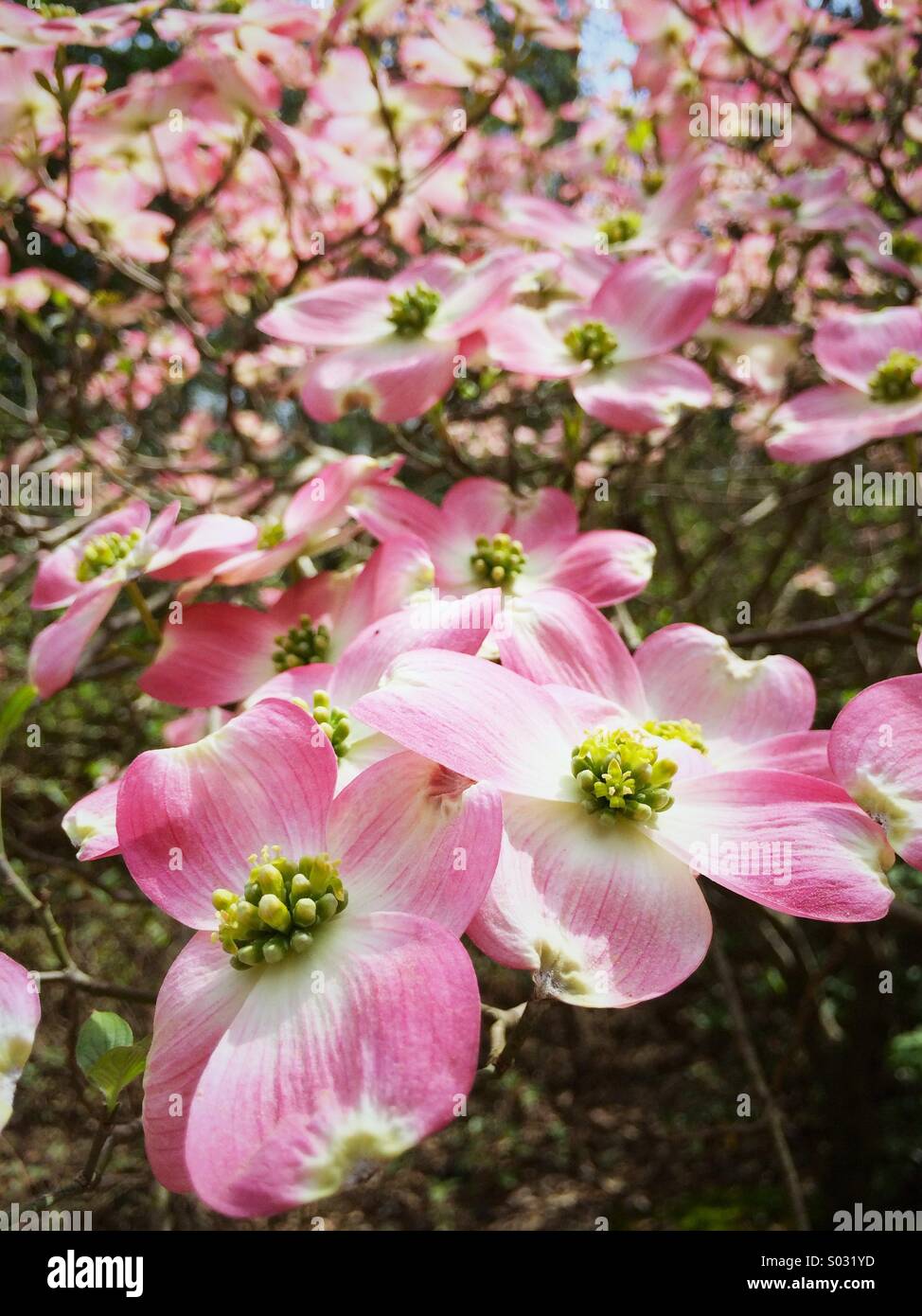 Pink dogwood tree in bloom. - Smartphone Captured Stock Image