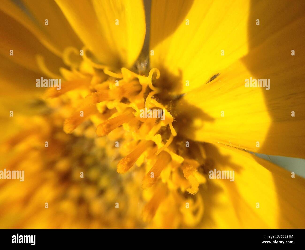 Spring Sunflower (Arrow-leaved Balsam-root). This yellow flower blooms in Western North America. No filter used in this photograph. - Smartphone Captured Stock Image