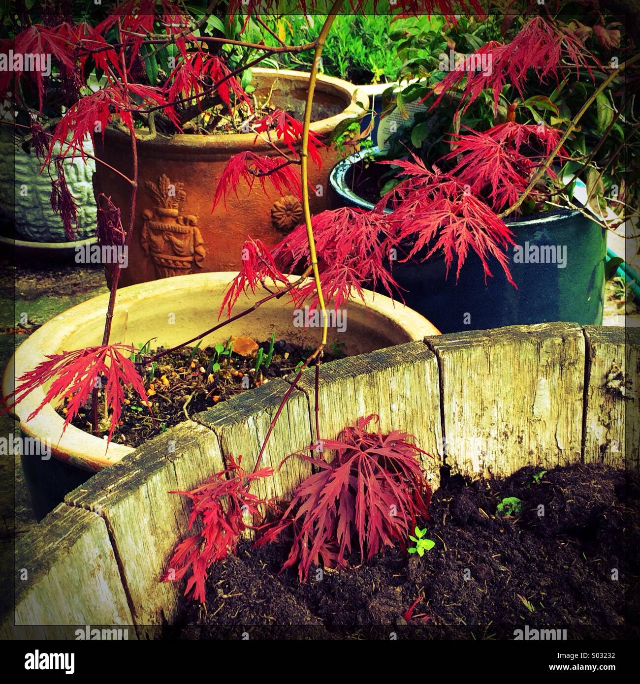 Garden patio pot plants hires stock photography and images Alamy