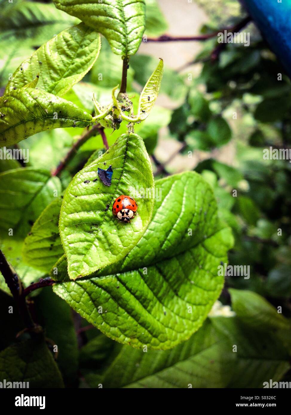 Lady bird hi-res stock photography and images - Alamy